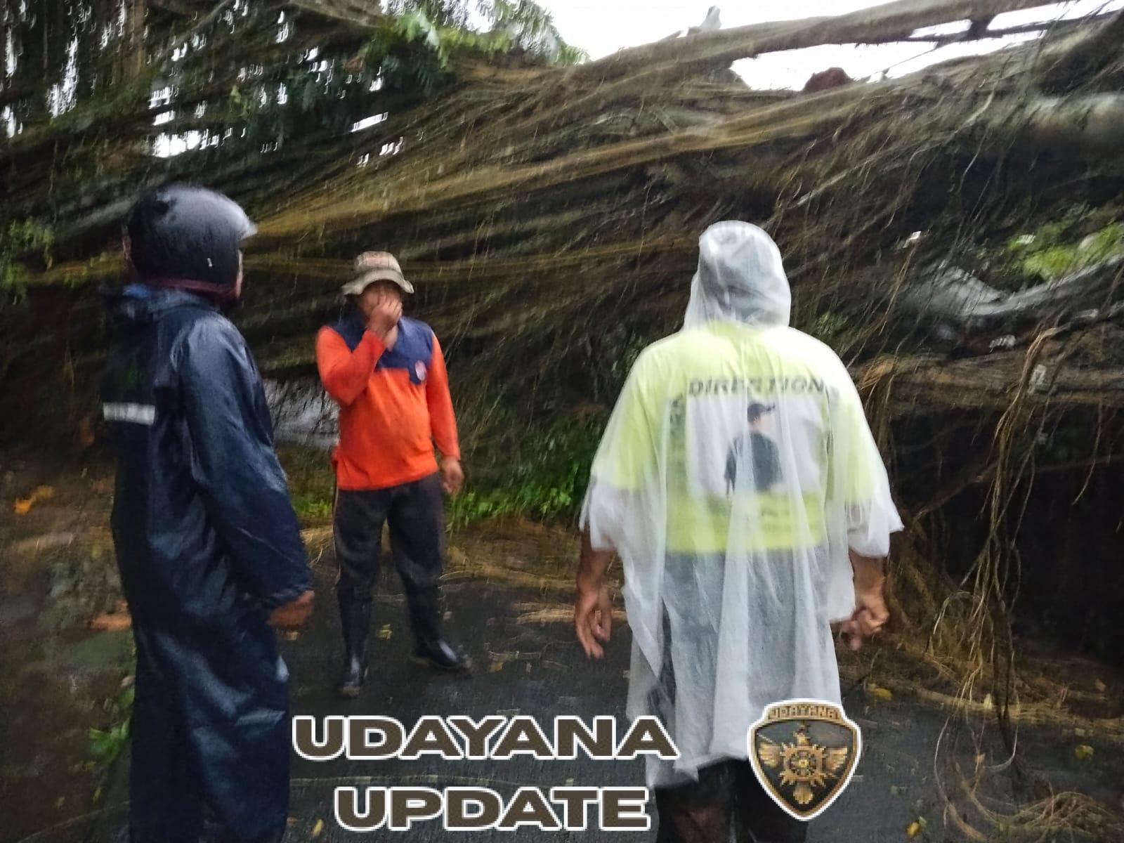Babinsa Gerakan; Hujan Deras Dan Angin, Akibatkan Pohon Beringin Di Dusun Gunung Rata Tumbang