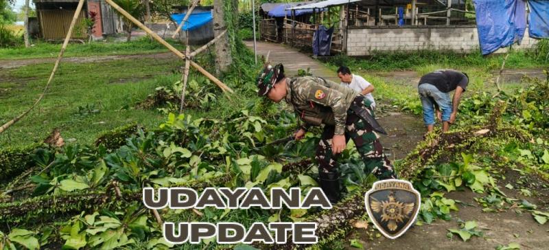 Batang Pohon Kepah Tumbang Puluhan Tahun Tumbang, Babinsa Tihingan Bersinergi Gelar Gotong Royong