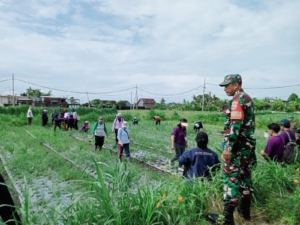 Sinergi TNI–Polri dan Dinas Pertanian, Babinsa Medahan Kawal Panen Bawang Merah