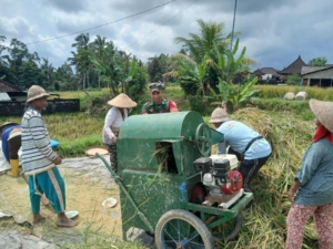 Panen Padi Inpari 32 di Bebalang, Babinsa Turut Hadir Dukung Produktivitas Petani