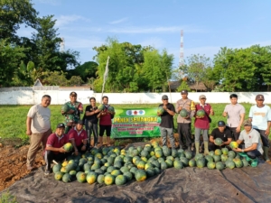 Babinsa Kalibukbuk Turun ke Lahan, Dampingi Panen Semangka Program Ketahanan Pangan 2025″