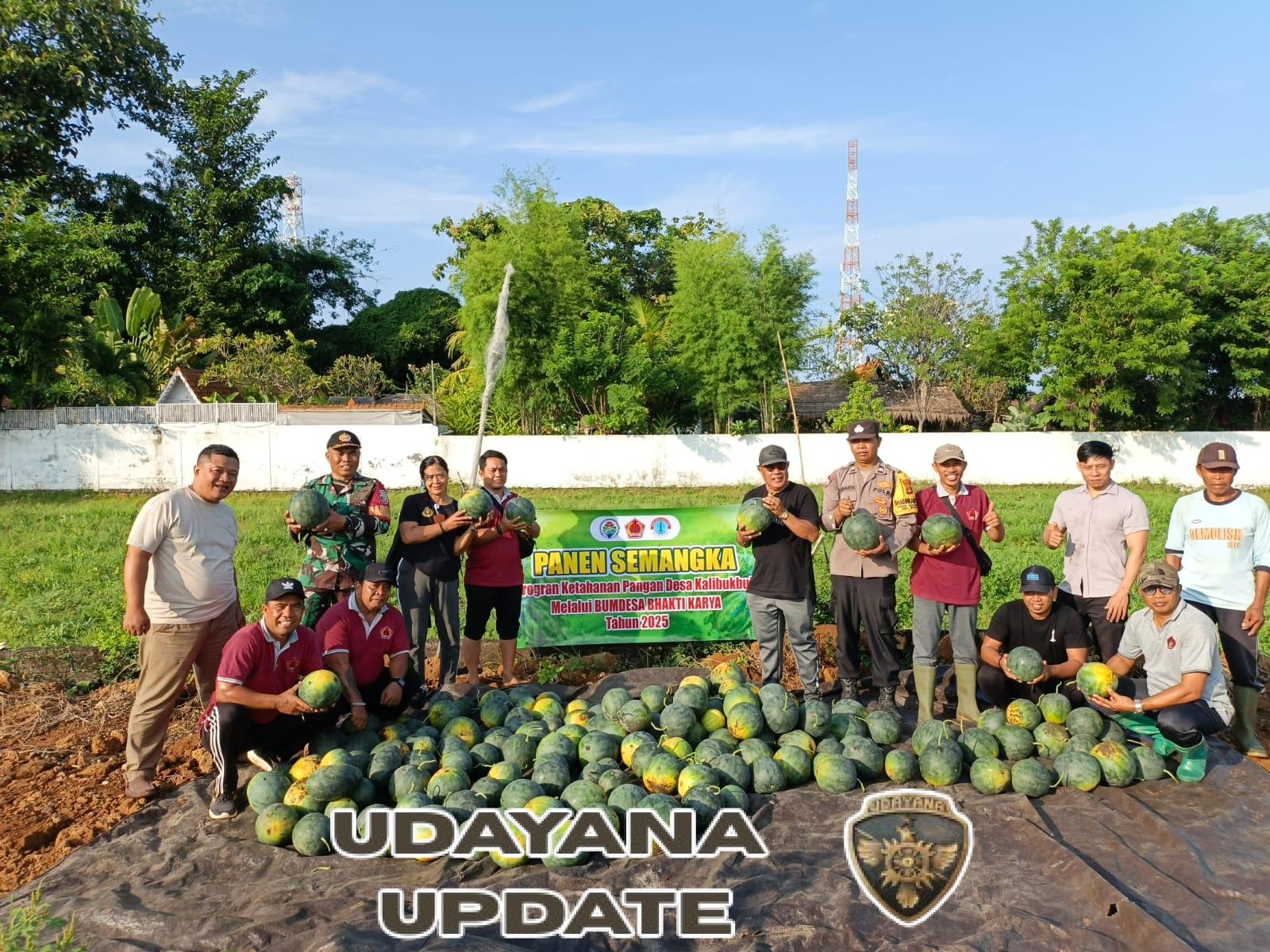 Babinsa Kalibukbuk Turun ke Lahan, Dampingi Panen Semangka Program Ketahanan Pangan 2025″