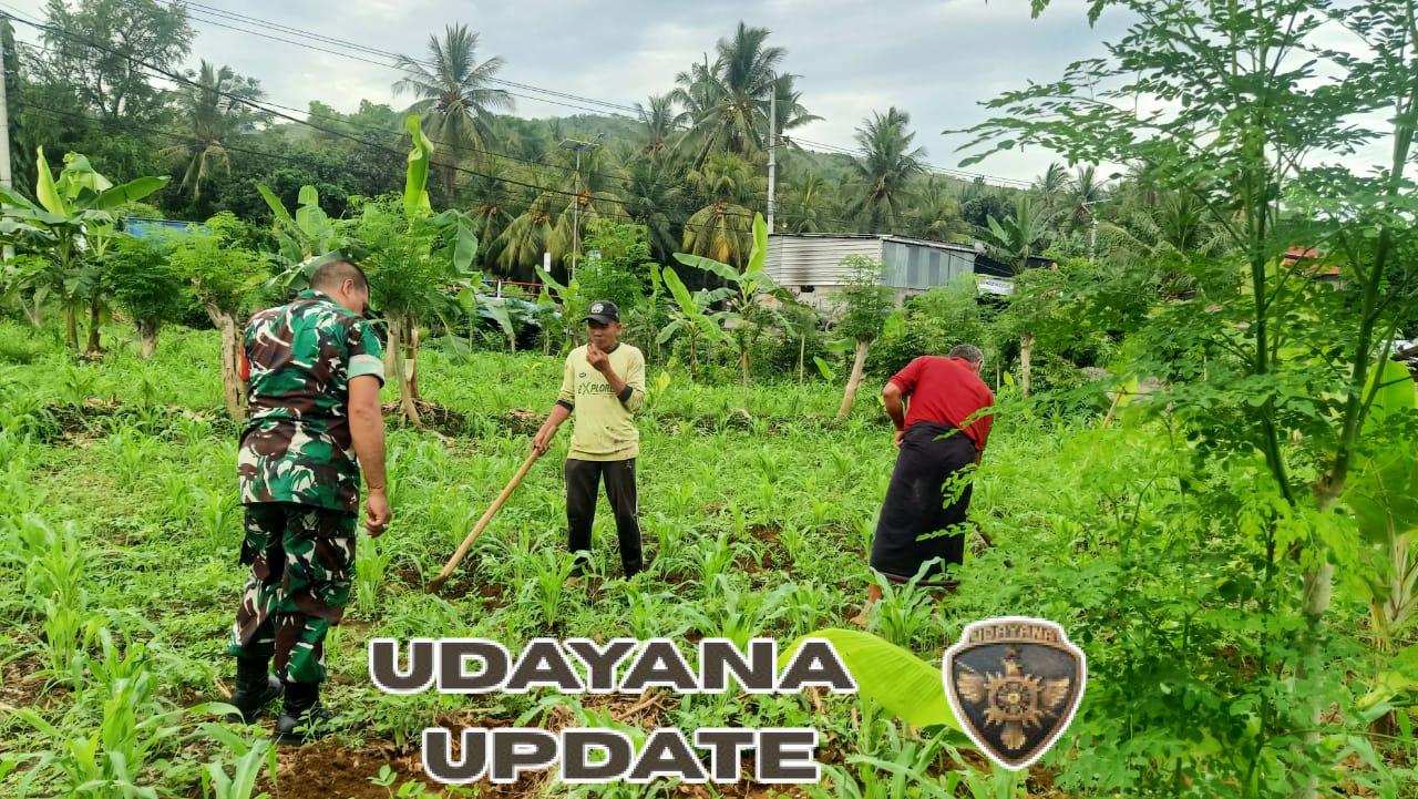 Babinsa Lakukan Pendampingan Intensif kepada Petani Jagung di Desa Binaan