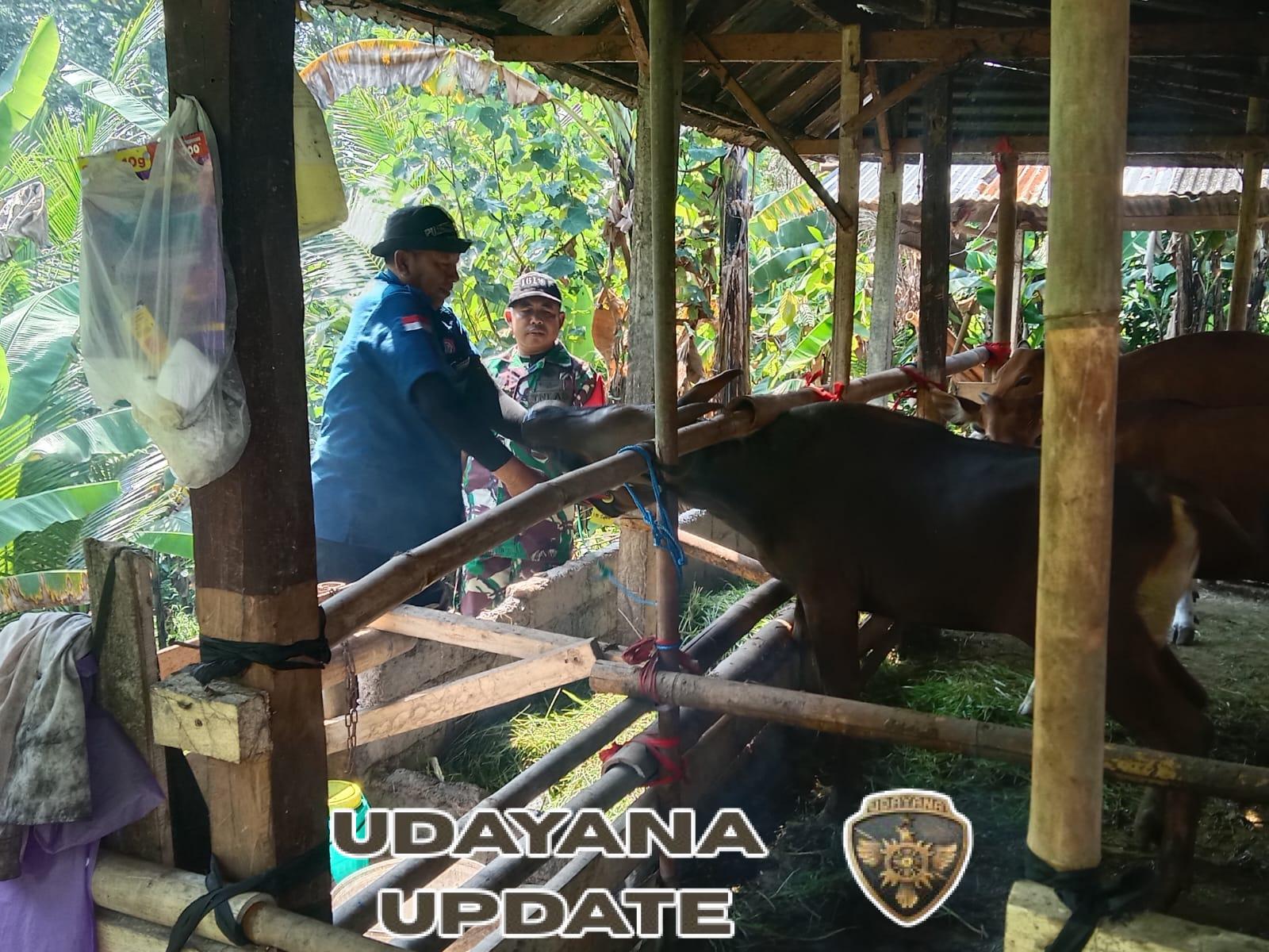 Serma I Made Duduk Kawal Vaksinasi PMK dan Pemasangan Peneng Ternak Sapi di Desa Jegu