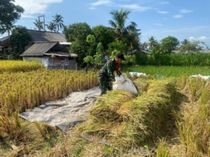 Pendampingan Melekat, Babinsa Timuhun Bantu Petani Panen Padi Di Subak Nyanglan Tempek Luah