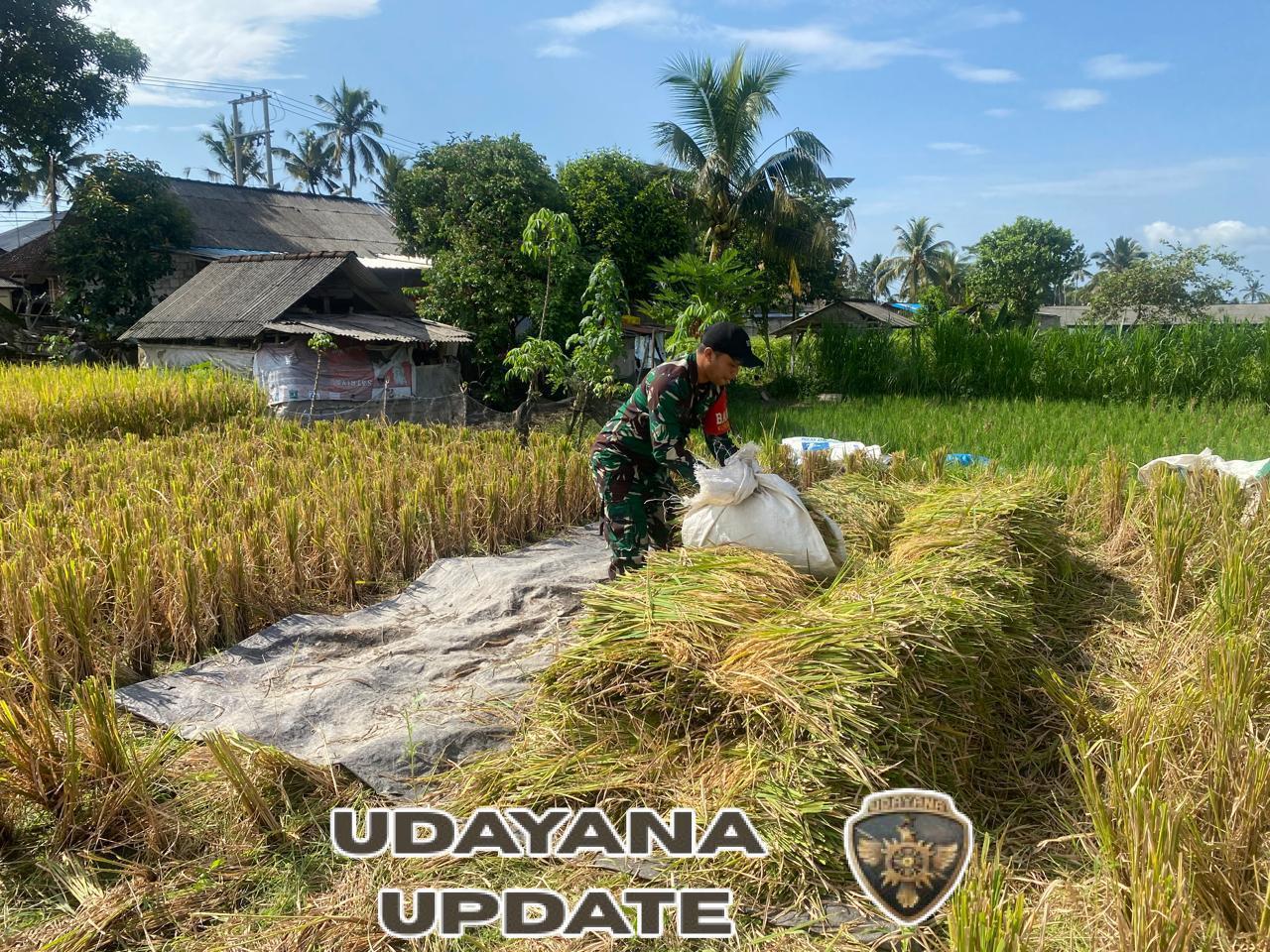 Pendampingan Melekat, Babinsa Timuhun Bantu Petani Panen Padi Di Subak Nyanglan Tempek Luah