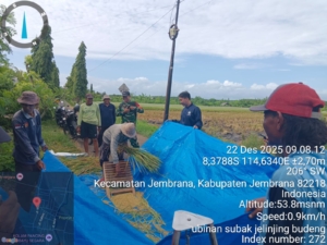 Sinergi Babinsa dan Petani di Jembrana: Kawal Ubinan Padi demi Akurasi Data Pangan