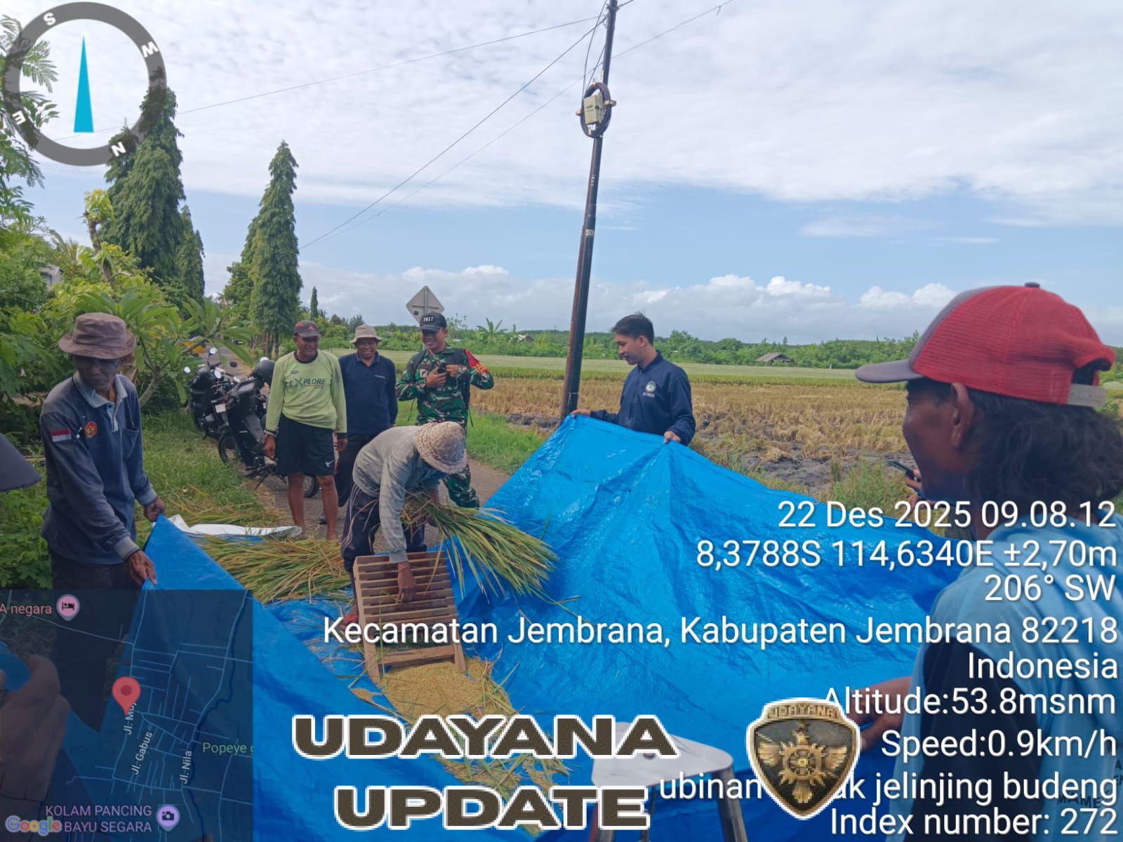 Sinergi Babinsa dan Petani di Jembrana: Kawal Ubinan Padi demi Akurasi Data Pangan