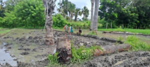Dukung Ketahanan Pangan, Babinsa Karera Bersama Warga Olah Lahan Padi