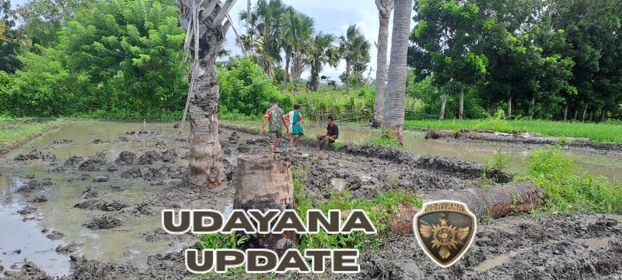 Dukung Ketahanan Pangan, Babinsa Karera Bersama Warga Olah Lahan Padi