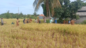 Danramil Seririt Hadiri Panen Padi Program Desa Tematik BUMDes Lokapaksa dalam Rangka Ketahanan Pangan