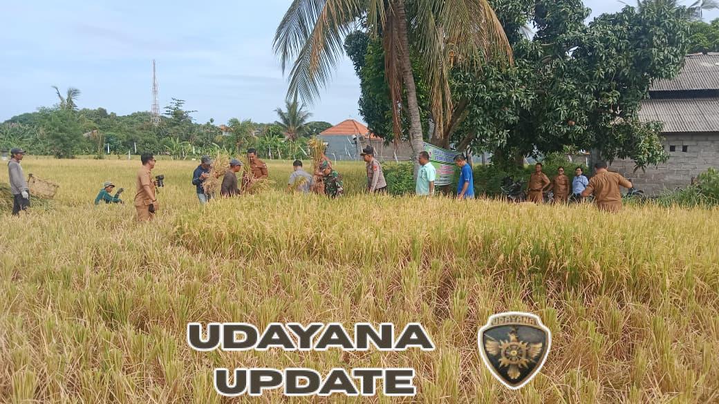 Danramil Seririt Hadiri Panen Padi Program Desa Tematik BUMDes Lokapaksa dalam Rangka Ketahanan Pangan