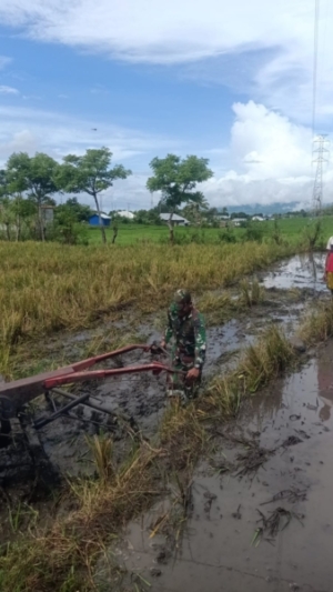 Program Binter Koramil 1630-02/Lembor Dorong Produktivitas Pertanian di Wae Nakeng