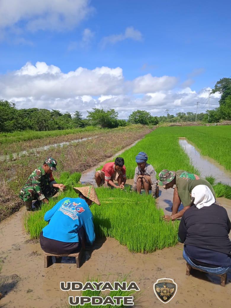 Babinsa Lewa Bantu Petani Cabut Bibit Padi di Desa Kombapari