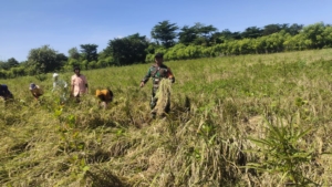 Babinsa Koramil 06/Karera Bersama Warga Laksanakan Panen Padi di Desa Praimadita