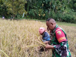 Babinsa Koramil 1602-03 Dampingi Panen Padi Warga Desa Dile, Wujudkan Ketahanan Pangan