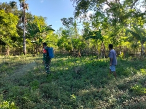 Babinsa Pahunga Lodu Dampingi Petani Semprot Rumput untuk Persiapan Tanam Jagung