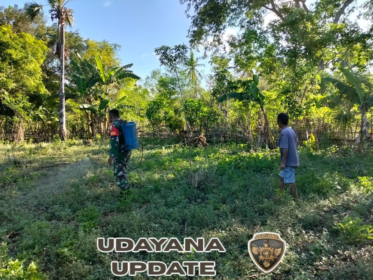 Babinsa Pahunga Lodu Dampingi Petani Semprot Rumput untuk Persiapan Tanam Jagung