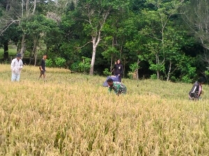 Anggota Satgaster Pos Fatubesi Bawah Bersama Petani Bergotong Royong Panen Padi