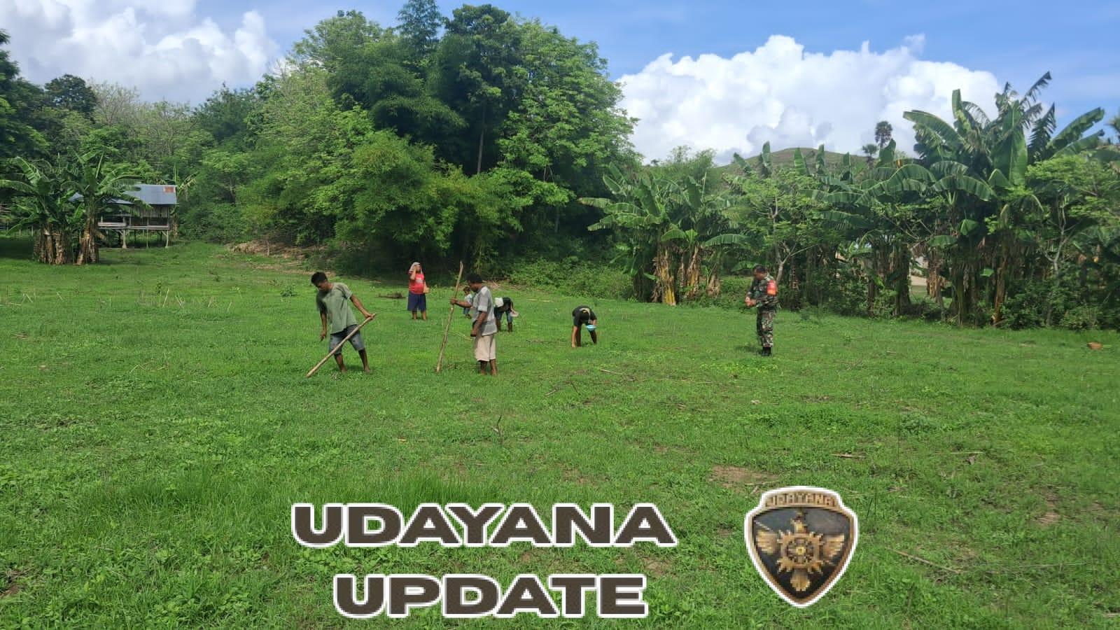 Babinsa Koramil 05/Waingapu Dampingi Petani Mbatakapidu Tanam Jagung Harapan