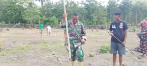 Babinsa Koramil 05/Panite Sertu Antonio Suares Bantu Petani Tanam Jagung