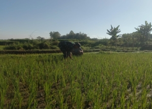 Babinsa Koramil 1612-05/Elar Terjun Langsung Dampingi Petani di Waerasan