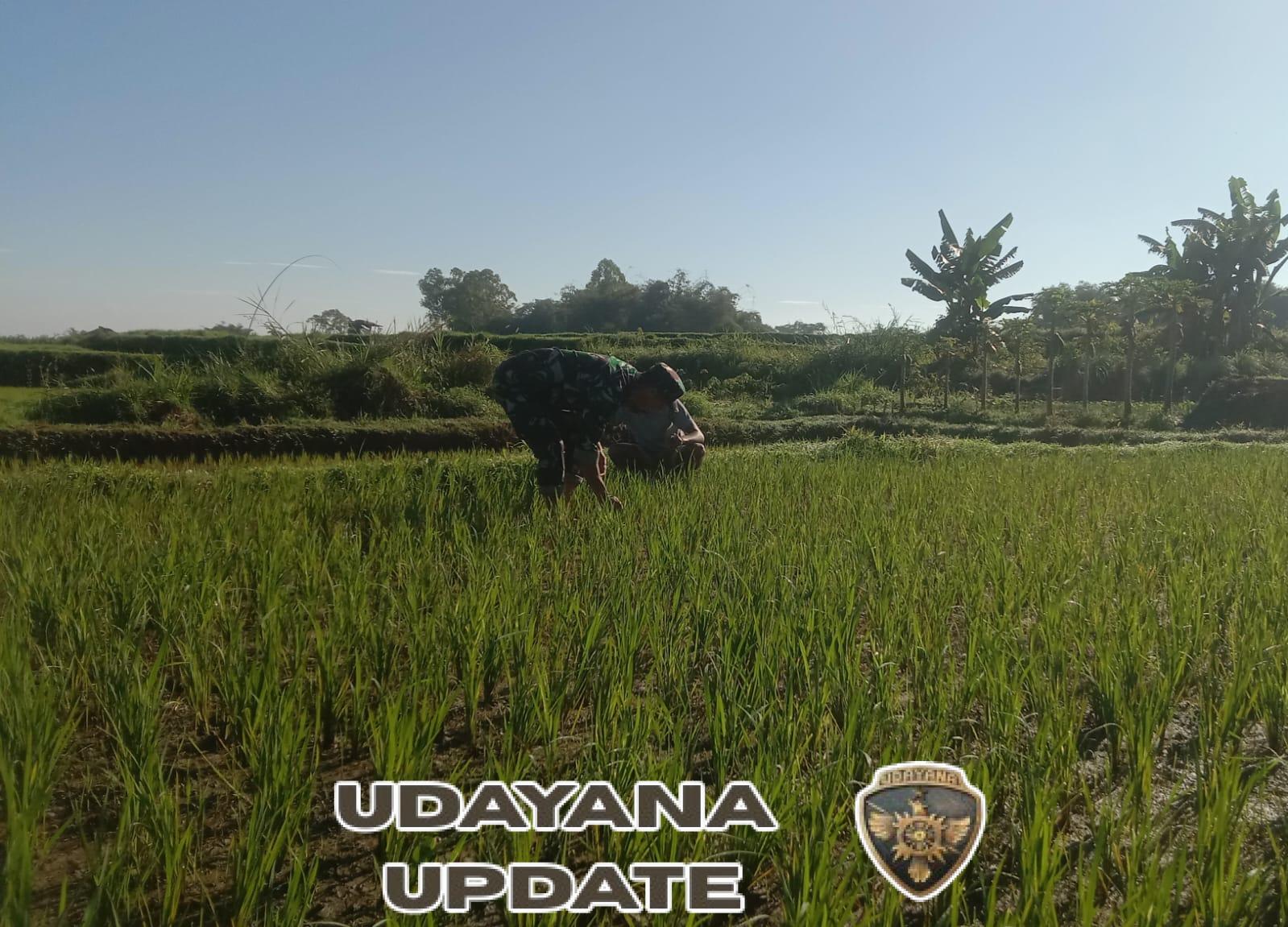 Babinsa Koramil 1612-05/Elar Terjun Langsung Dampingi Petani di Waerasan