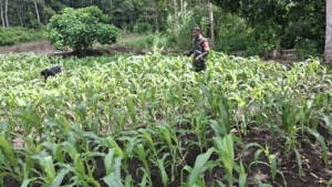 Babinsa Serka Helmy Komsos dengan Petani Perawat Jagung di Desa Daha Elu
