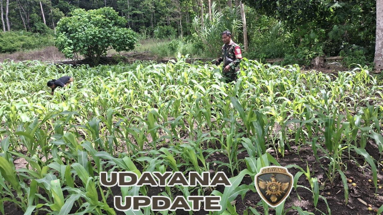 Babinsa Serka Helmy Komsos dengan Petani Perawat Jagung di Desa Daha Elu