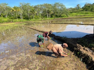 Babinsa Koramil 1612-04/Elar Dampingi Petani Cek Padi, Semangat Kerja Warga Makin Naik