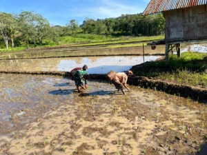 Babinsa Bonmuti Dampingi Pasiter Cek Lahan Pembangunan KDKMP Desa