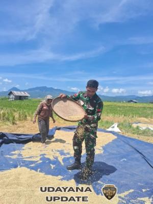 Gelorakan Ketahanan Pangan, Babinsa Koramil Lembor Dampingi Petani Jemur Padi