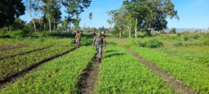 Sertu Syamsurijal Lakukan Komsos Sambil Dukung Petani Sayur di Umalulu