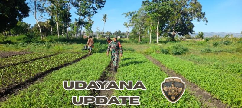 Sertu Syamsurijal Lakukan Komsos Sambil Dukung Petani Sayur di Umalulu