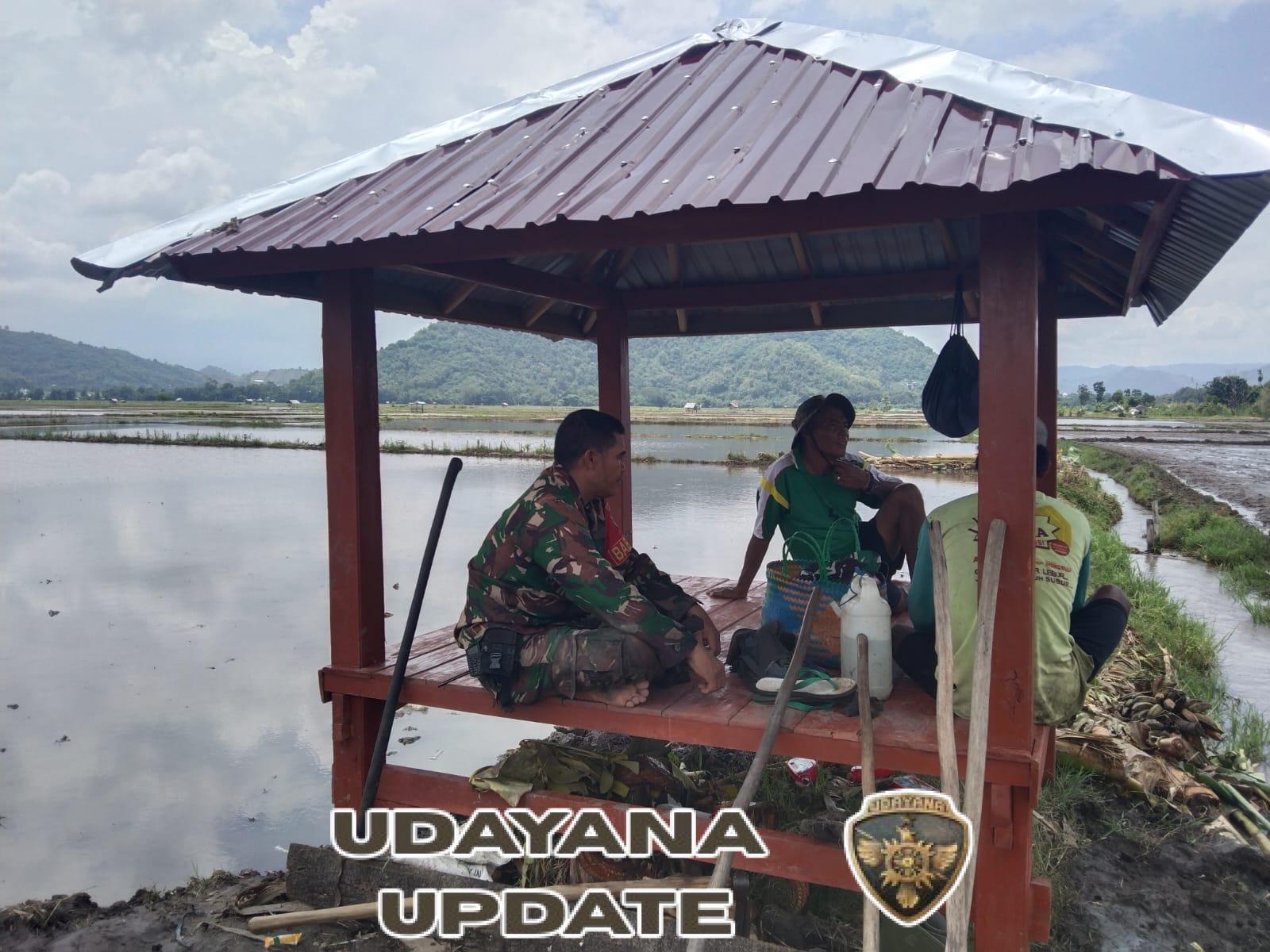 Babinsa Nowa Ajak Petani Tanam Serempak untuk Permudah Proses Panen