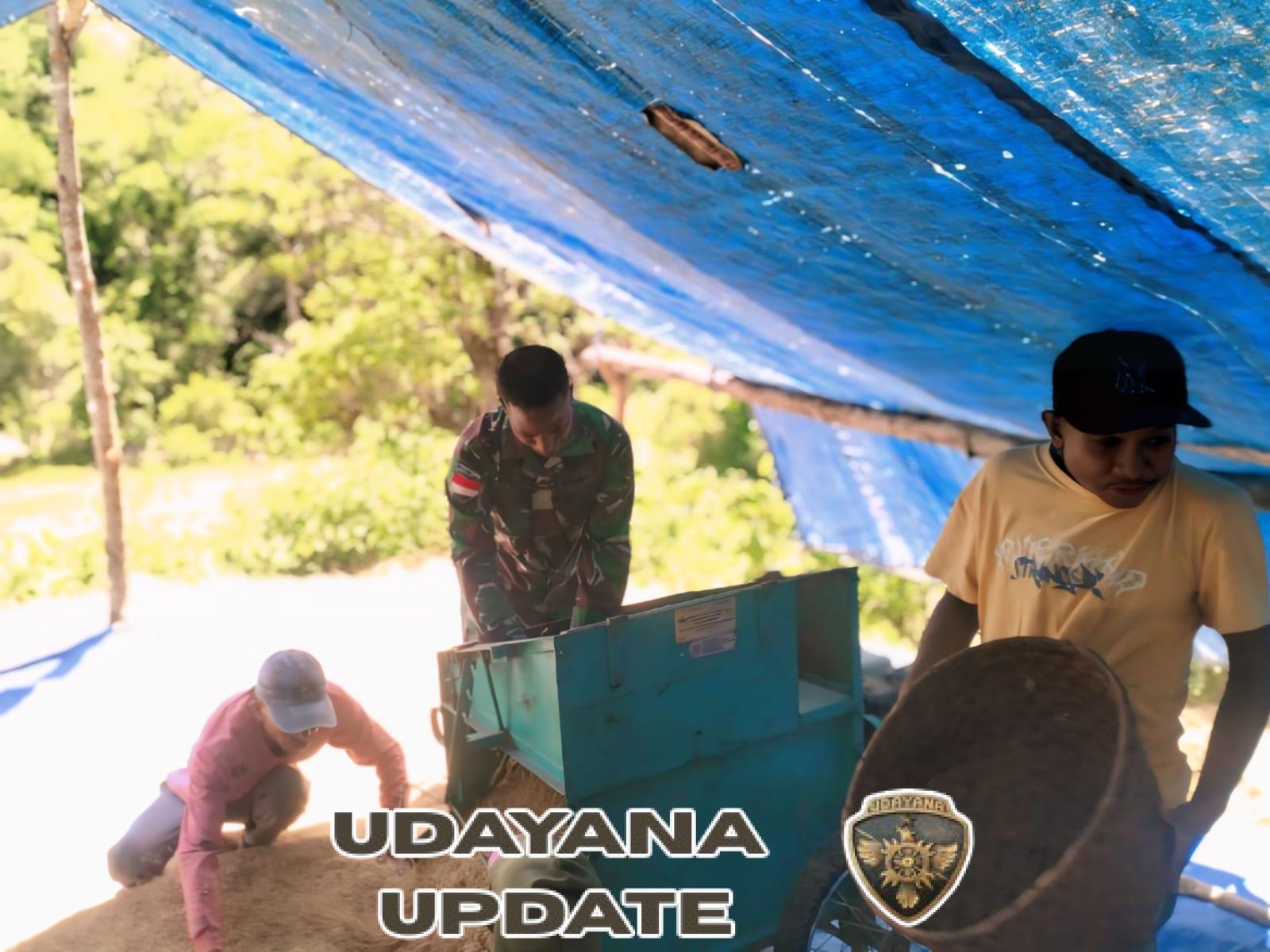 Pasca Panen, Anggota Satgaster Pos Fatubesi Bawah Bantu Petani Rontokan Hasil Panen Padi
