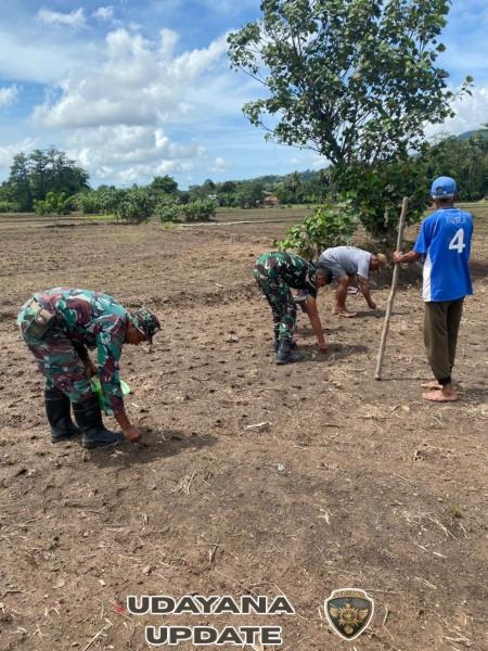 Dabinsa Wulanggitang Dukung Program Ketahanan Pangan di Desa Boru