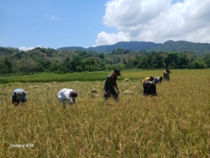 Babinsa Tabundung Bantu Petani Panen Padi di Desa Praingkareha