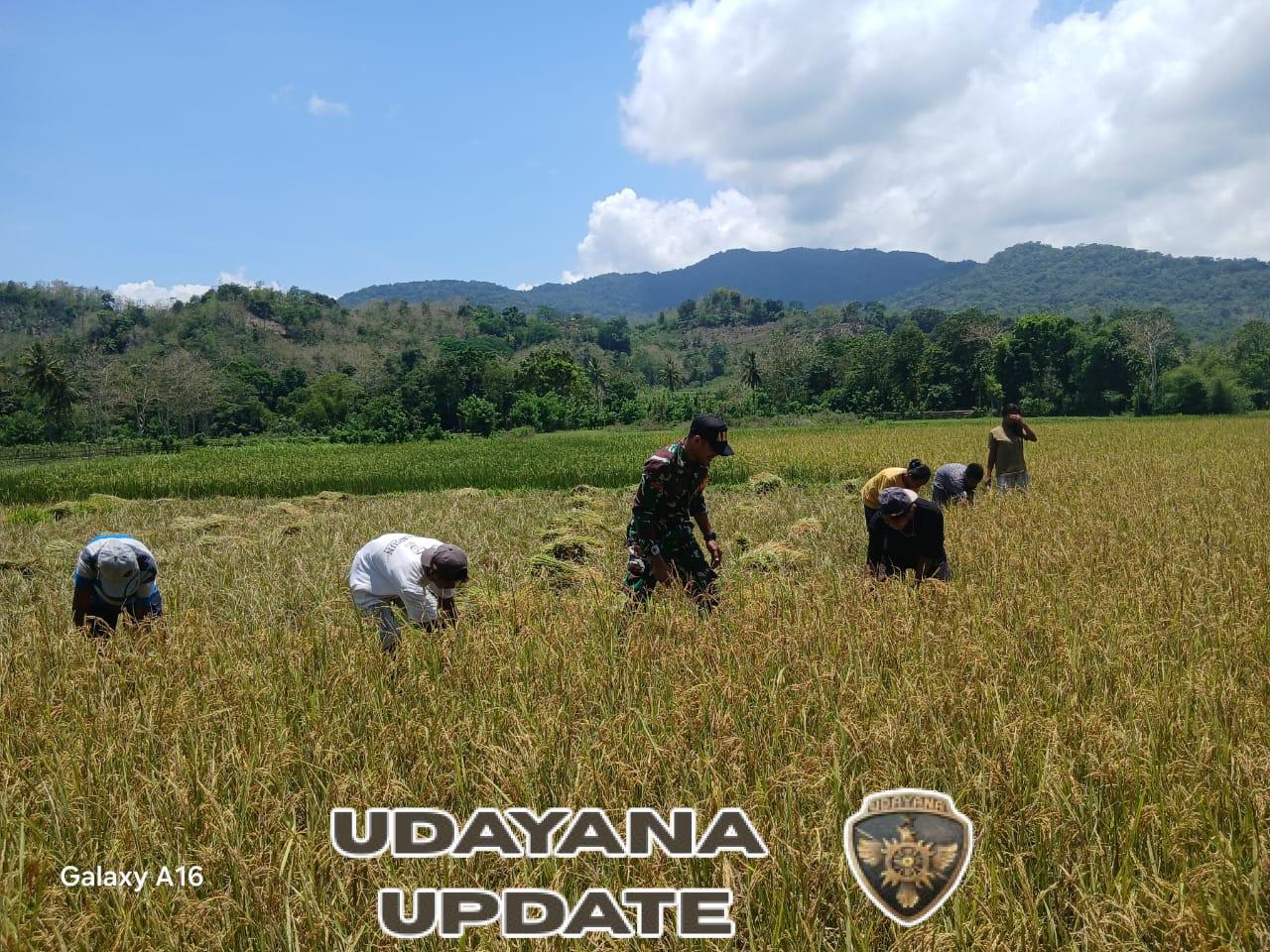 Babinsa Tabundung Bantu Petani Panen Padi di Desa Praingkareha