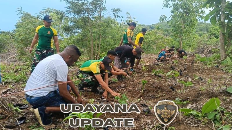 Dorong Ketahanan Pangan, Satgas Yonarmed 12 Kostrad Lakukan Penanaman Porang di Perbatasan