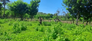 Babinsa Karera Bantu Petani Semprot Rumput untuk Persiapan Tanam Jagung