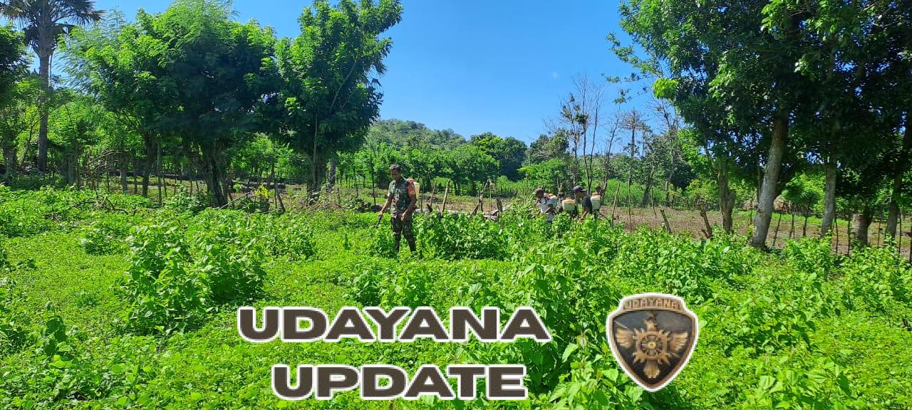 Babinsa Karera Bantu Petani Semprot Rumput untuk Persiapan Tanam Jagung