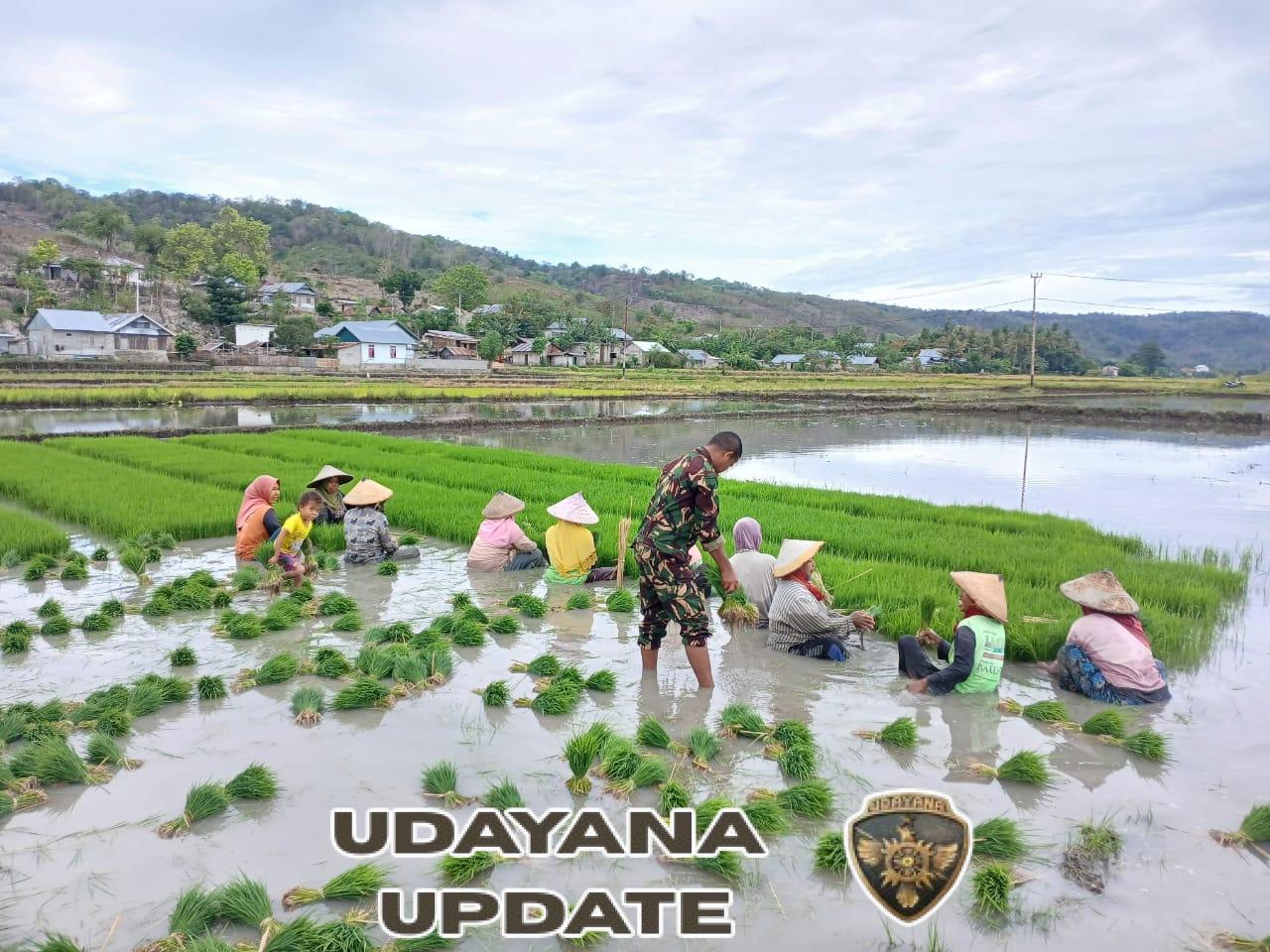 Babinsa Koramil 1612-04/Elar Turun Sawah: Kopda Suhardiman Bakar Semangat Petani Kembang Mekar