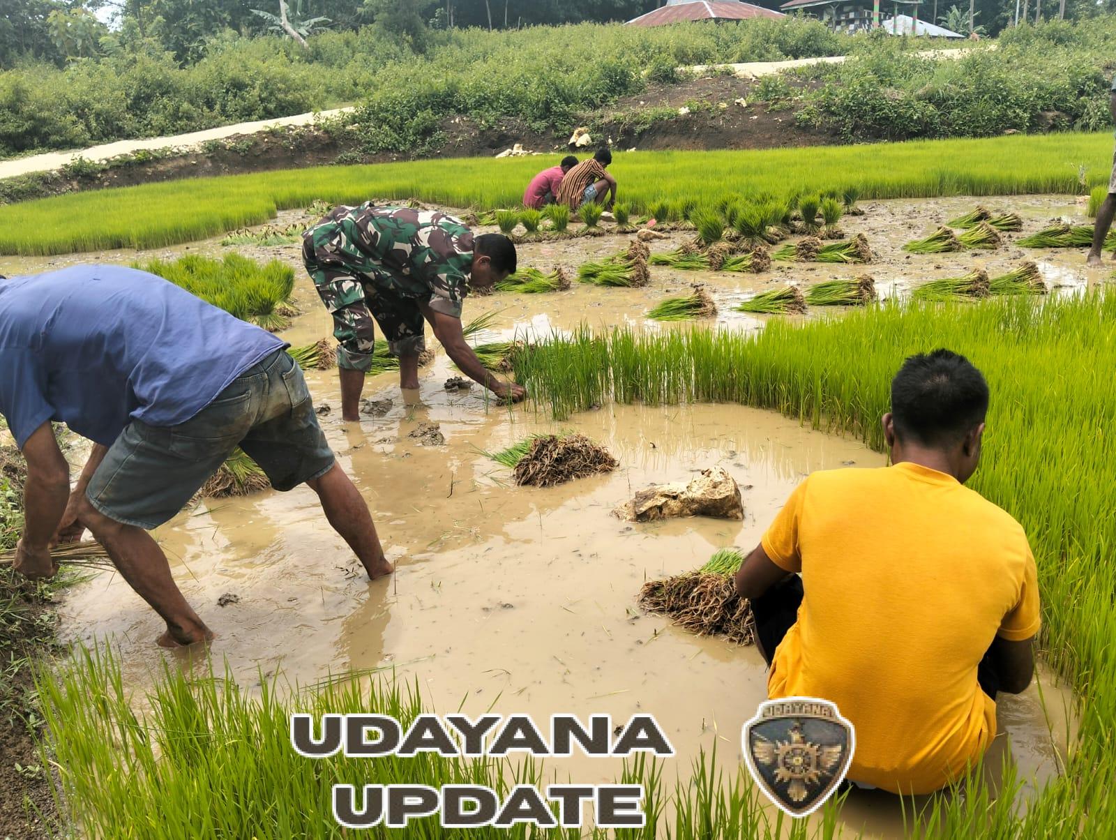 Babinsa Sertu Samuel Perkuat Ketahanan Pangan di Desa Sobarade