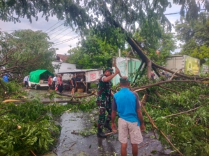 Hujan dan Angin Kencang Sebabkan Pohon Tumbang, Babinsa Jatiwangi Langsung Turun Tangan