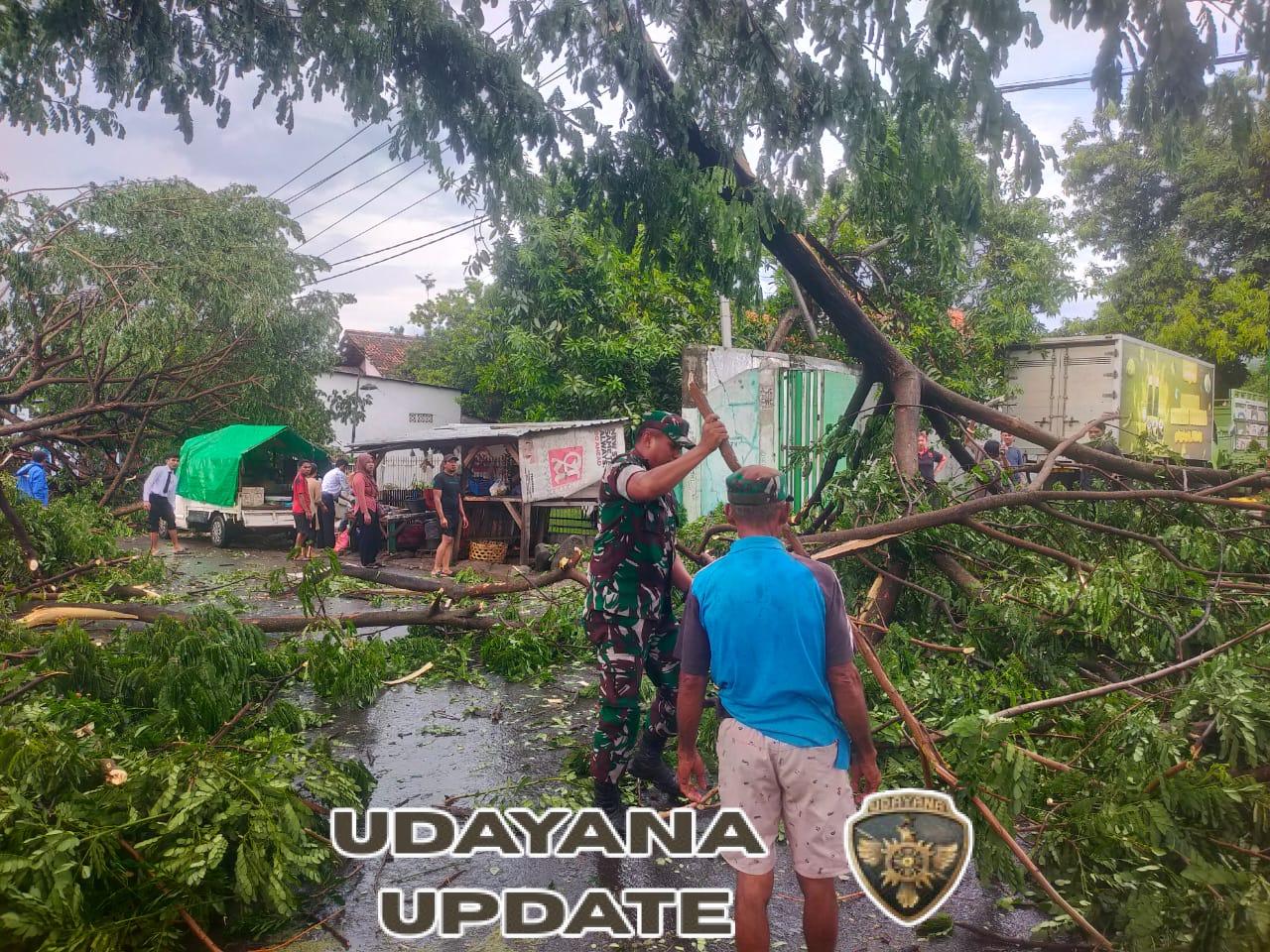 Hujan dan Angin Kencang Sebabkan Pohon Tumbang, Babinsa Jatiwangi Langsung Turun Tangan