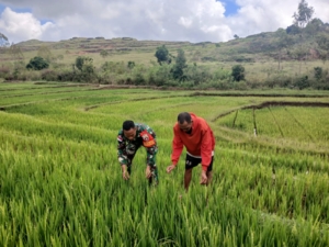 Babinsa Rindi Umalulu Dampingi Warga Laksanakan Kegiatan Ketahanan Pangan di Desa Praibokul