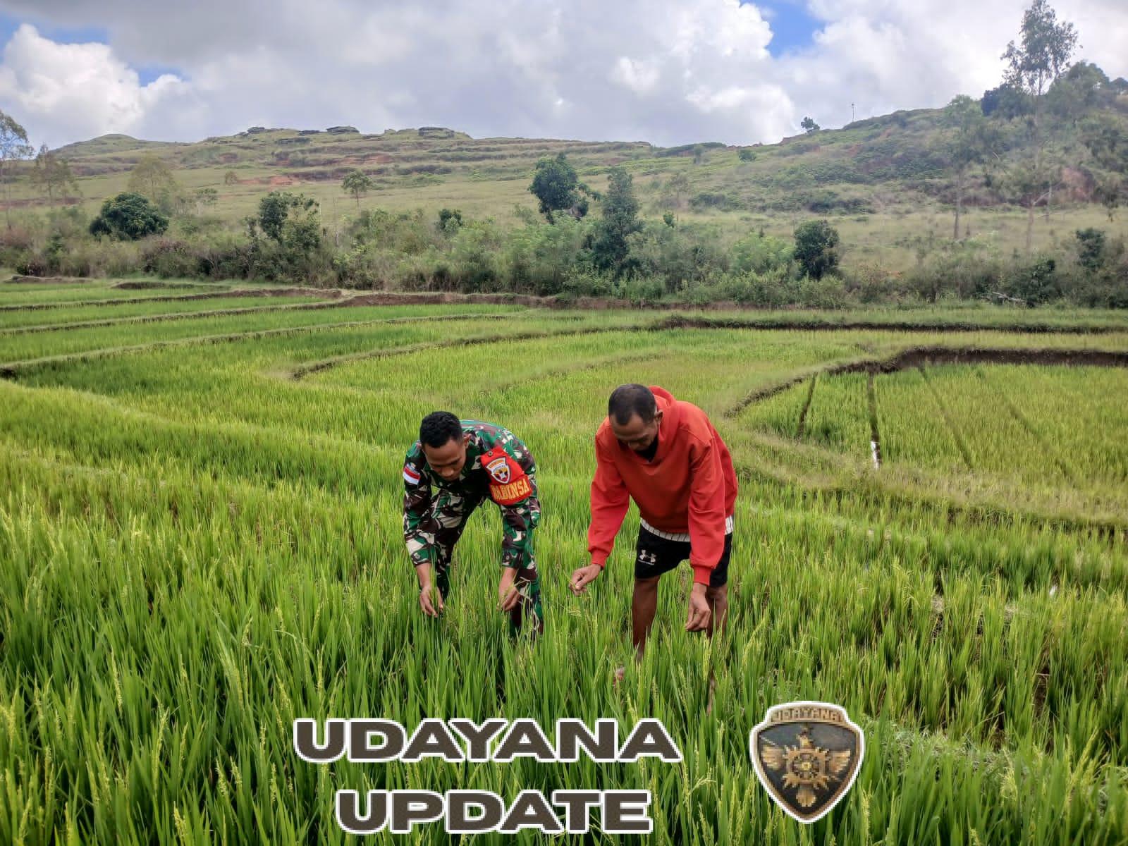 Babinsa Rindi Umalulu Dampingi Warga Laksanakan Kegiatan Ketahanan Pangan di Desa Praibokul