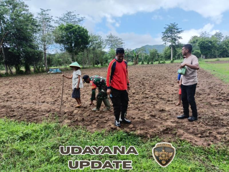 Berikan Motivasi dan Dukungan, Babinsa Dampingi Petani Tanam Jagung