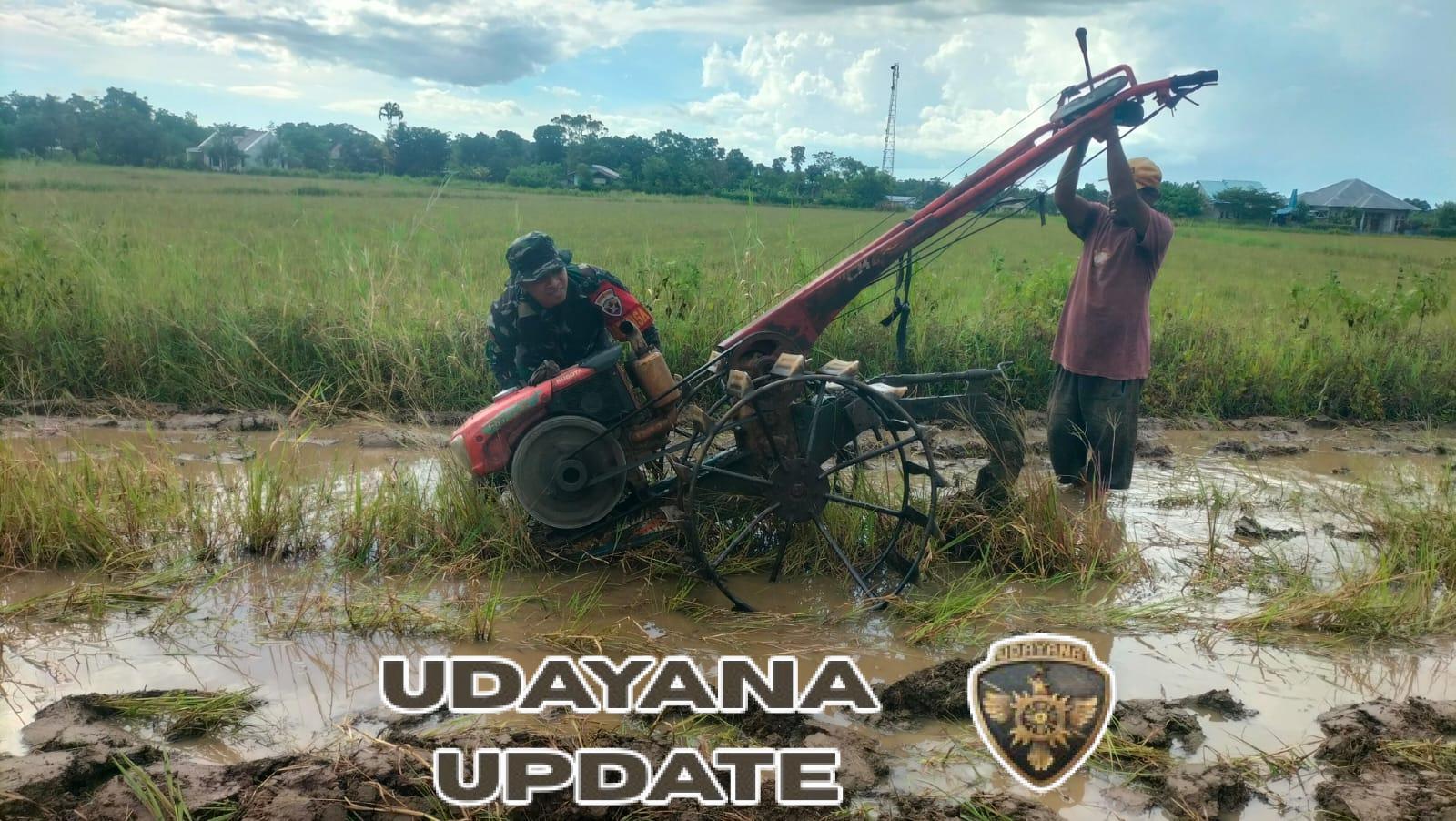 Babinsa Lewa Bantu Petani Bajak Sawah dengan Mesin Traktor